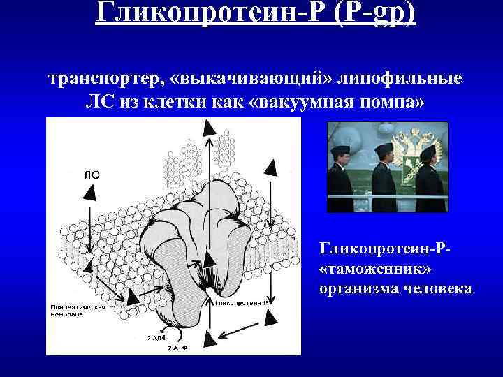 Гликопротеин-Р (P-gp) транспортер, «выкачивающий» липофильные ЛС из клетки как «вакуумная помпа» Гликопротеин-Р «таможенник» организма