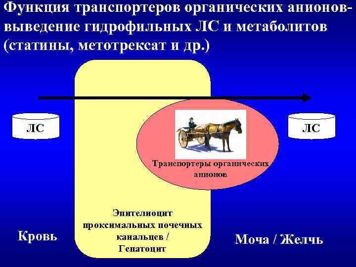 Функция транспортеров органических анионоввыведение гидрофильных ЛС и метаболитов (статины, метотрексат и др. ) ЛС