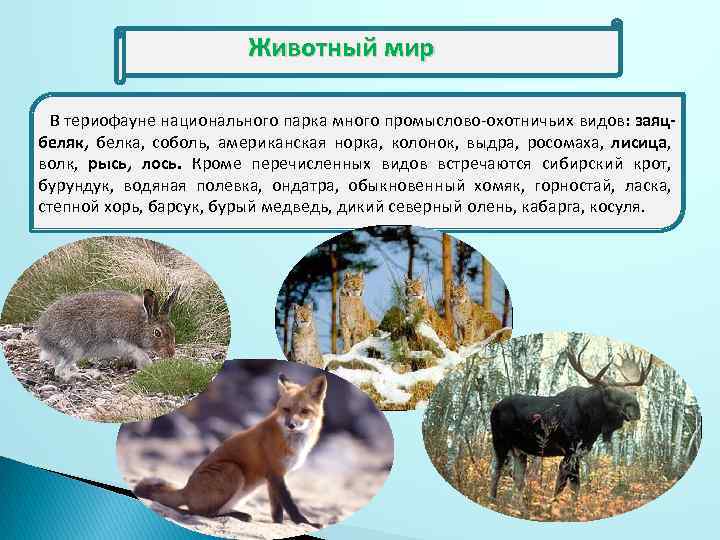 Животный мир Животный В териофауне национального парка много промыслово-охотничьих видов: заяцбеляк, белка, соболь, американская