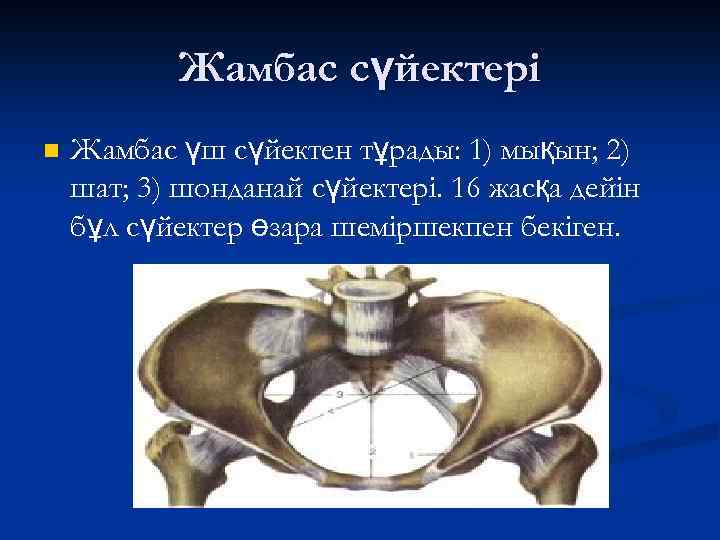 Жамбас сүйектері n Жамбас үш сүйектен тұрады: 1) мықын; 2) шат; 3) шонданай сүйектері.