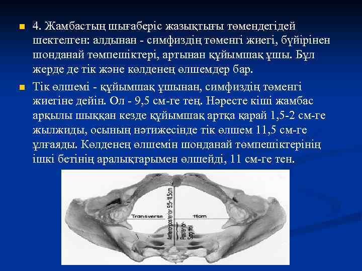 n n 4. Жамбастың шығаберіс жазықтығы төмендегідей шектелген: алдынан - симфиздің төменгі жиегі, бүйірінен