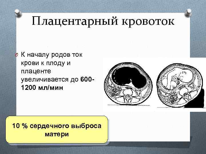 Плацентарный кровоток O К началу родов ток крови к плоду и плаценте увеличивается до