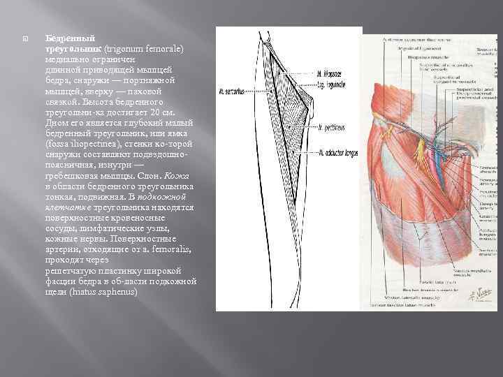 Бедренный треугольник картинка