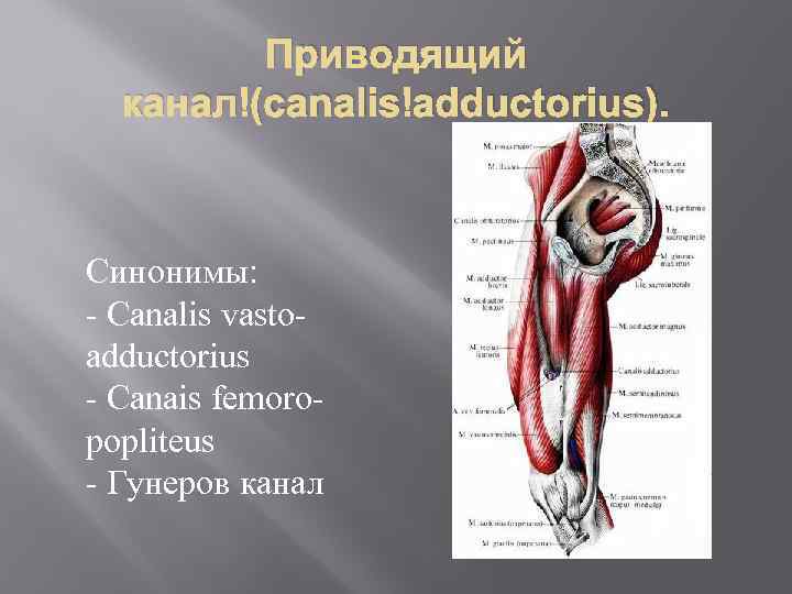 Приводящий канал (canalis adductorius). Синонимы: Canalis vasto adductorius Canais femoro popliteus Гунеров канал 