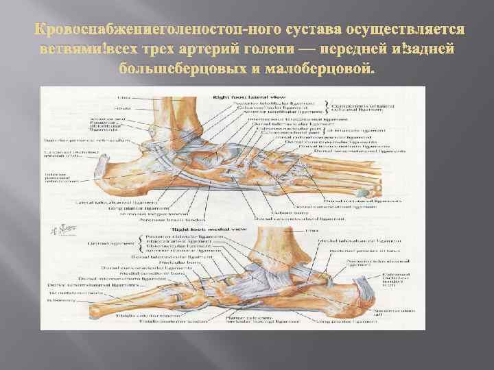 Кровоснабжениеголеностоп ного сустава осуществляется ветвями всех трех артерий голени — передней и задней большеберцовых