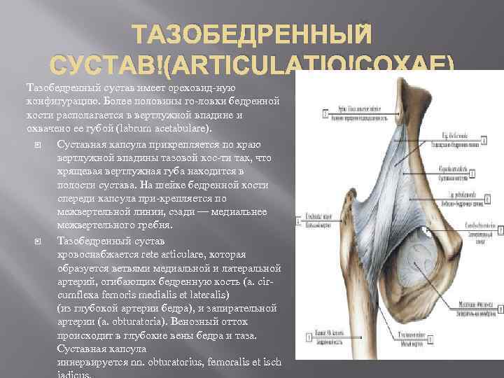 ТАЗОБЕДРЕННЫЙ СУСТАВ (ARTICULATIO COXAE) Тазобедренный сустав имеет ореховид ную конфигурацию. Более половины го ловки