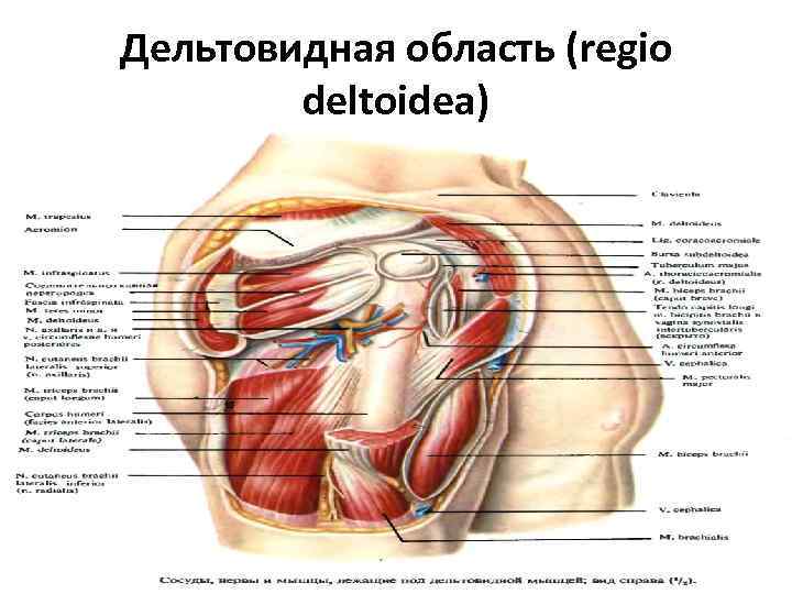 Дельтовидная область (regio deltoidea) 