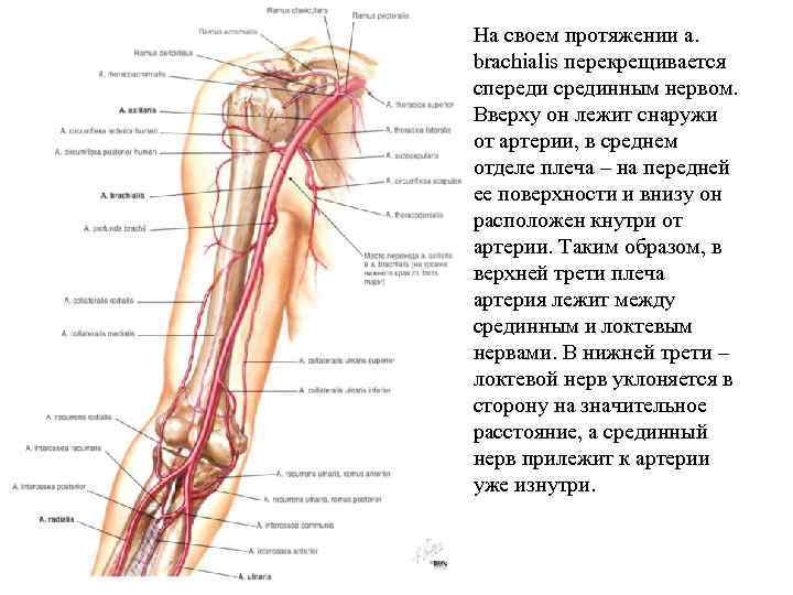 На своем протяжении a. brachialis перекрещивается спереди срединным нервом. Вверху он лежит снаружи от