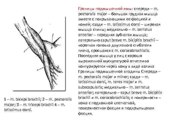 1 – m. biceps brachii; 2 – m. pectoralis major; 3 – m. triceps