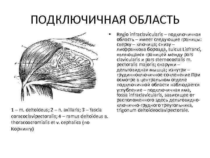 ПОДКЛЮЧИЧНАЯ ОБЛАСТЬ • 1 – m. deltoideus; 2 – n. axillaris; 3 – fascia