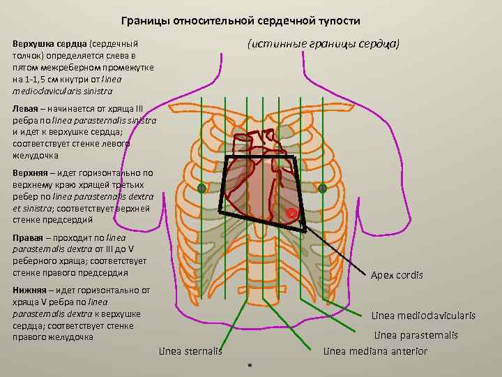 Топография сердца схема