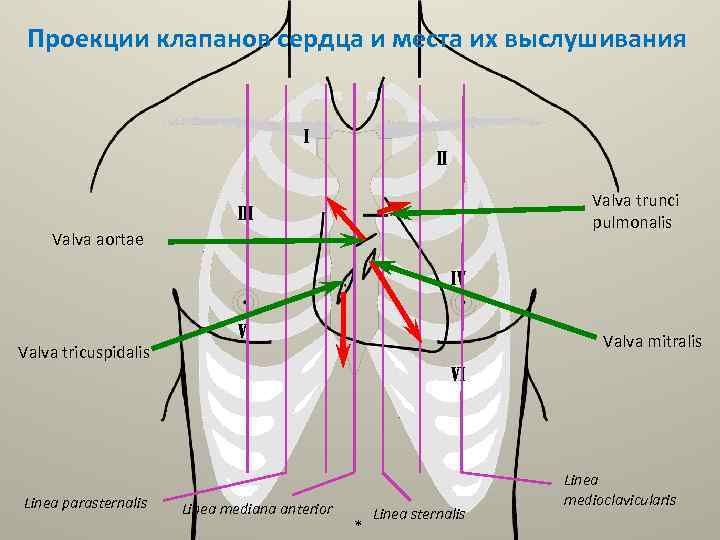 Проекция клапанов сердца