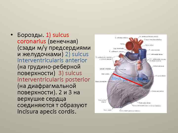 Венечная борозда головки фото