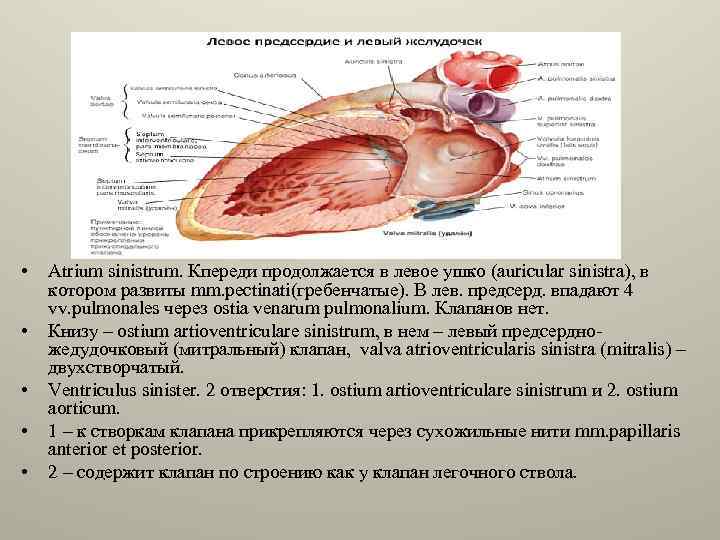  • • • Atrium sinistrum. Кпереди продолжается в левое ушко (auricular sinistra), в