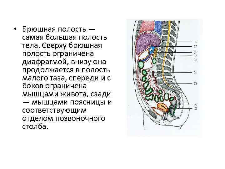  • Брюшная полость — самая большая полость тела. Сверху брюшная полость ограничена диафрагмой,