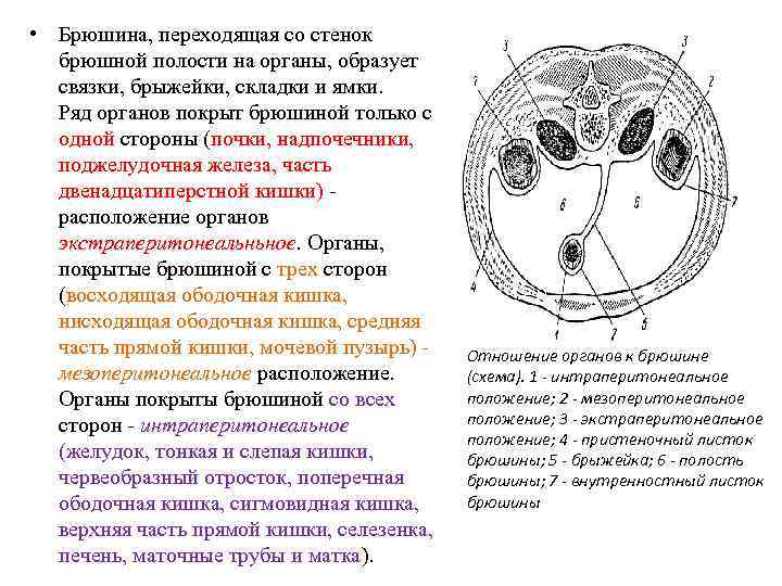  • Брюшина, переходящая со стенок брюшной полости на органы, образует связки, брыжейки, складки