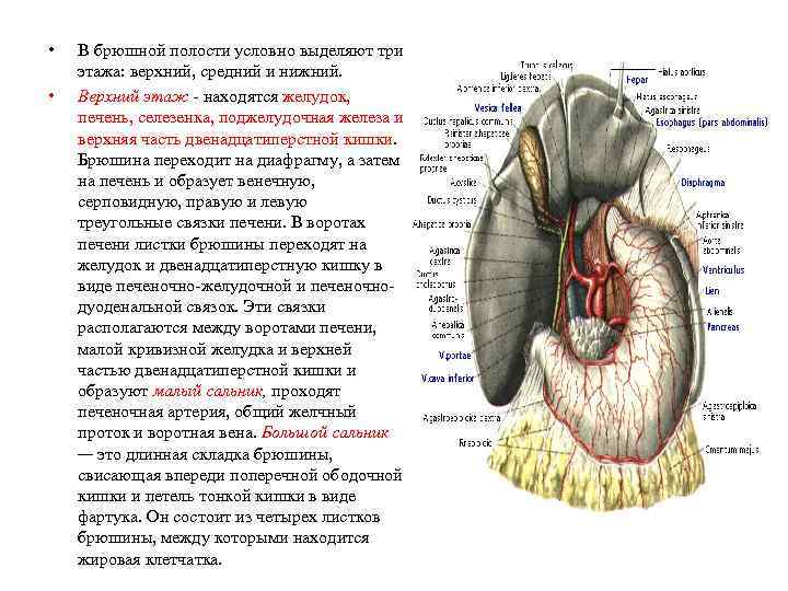  • • В брюшной полости условно выделяют три этажа: верхний, средний и нижний.