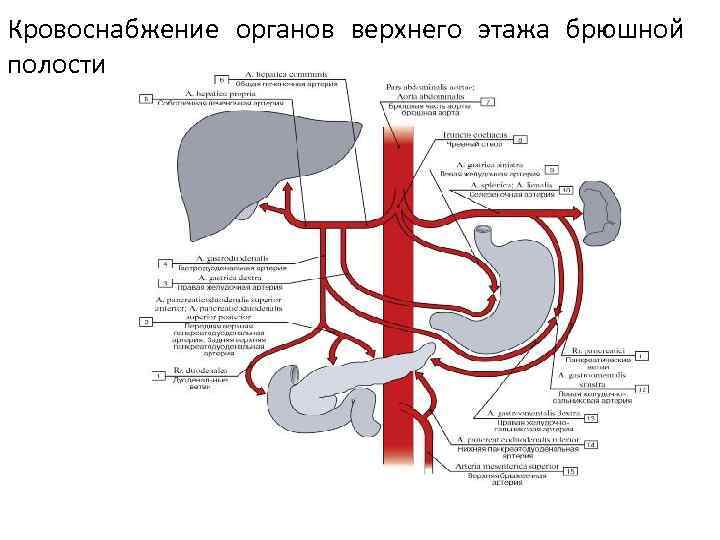 Кровоснабжение органов верхнего этажа брюшной полости 