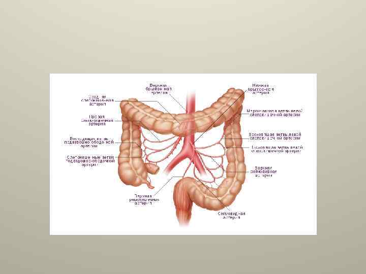 Кровоснабжение органов брюшной полости презентация