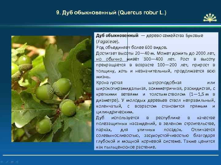 9. Дуб обыкновенный (Quercus robur L. ) Дуб обыкновенный — дерево семейства Буковые (Fagaceae).