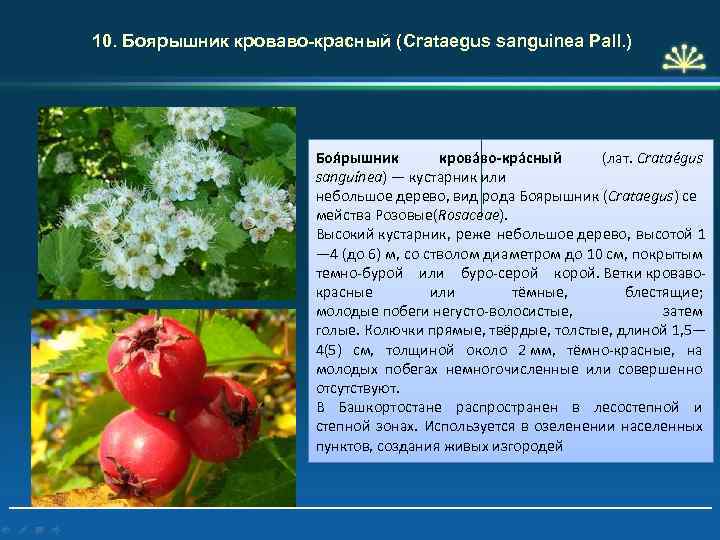 10. Боярышник кроваво-красный (Crataegus sanguinea Pall. ) Боя рышник крова во-кра сный (лат. Crataégus