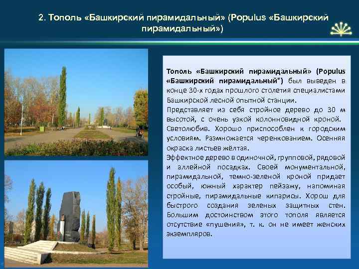2. Тополь «Башкирский пирамидальный» (Populus «Башкирский пирамидальный» ) Тополь «Башкирский пирамидальный» (Populus «Башкирский пирамидальный")