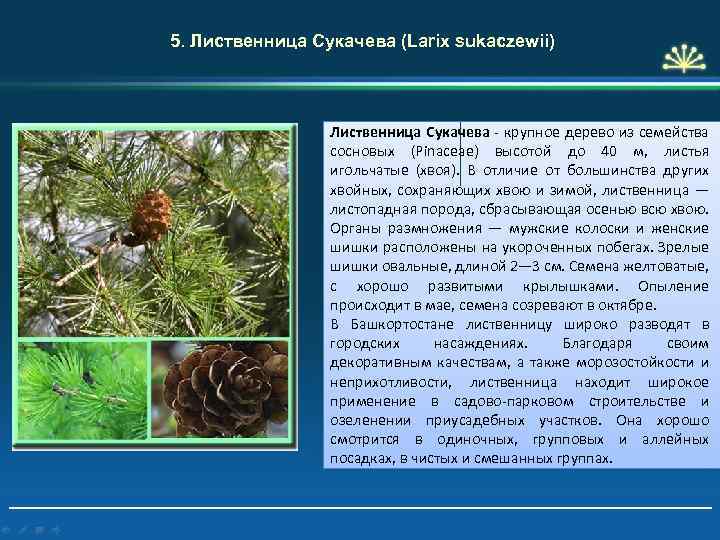 5. Лиственница Сукачева (Larix sukaczewii) Лиственница Cукачева крупное дерево из семейства сосновых (Рinасеае) высотой