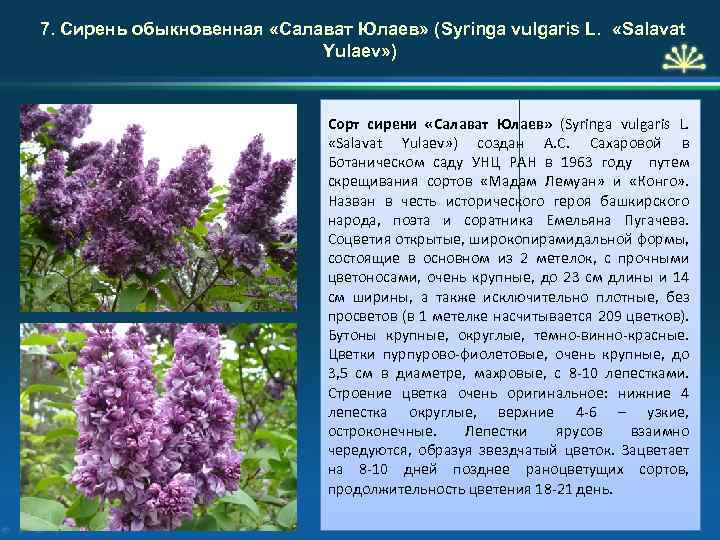 7. Сирень обыкновенная «Салават Юлаев» (Syringa vulgaris L. «Salavat Yulaev» ) Сорт сирени «Салават