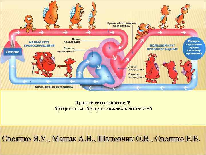 Практическое занятие № Артерии таза. Артерии нижних конечностей Овсянко Я. У. , Машак А.