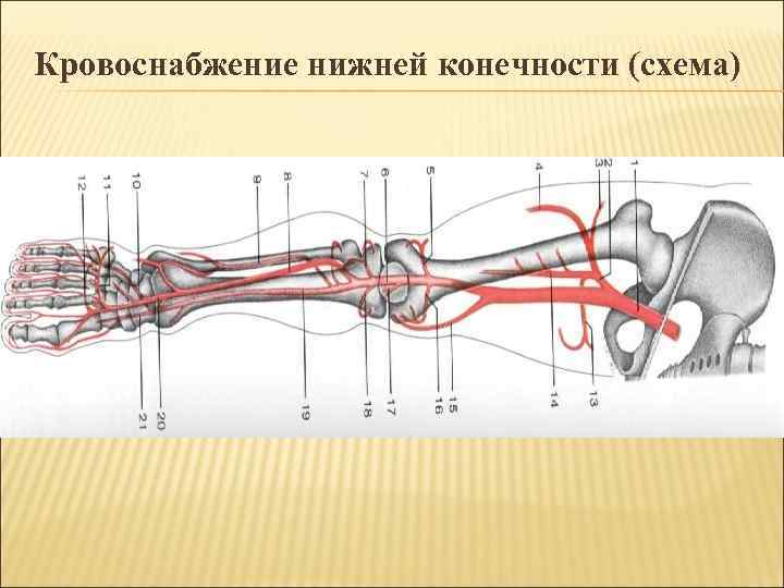 Кровообращение нижних конечностей