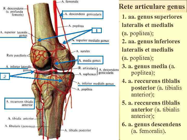 Rete articulare genus 1 2 1. aa. genus superiores lateralis et medialis (a. poplitea);