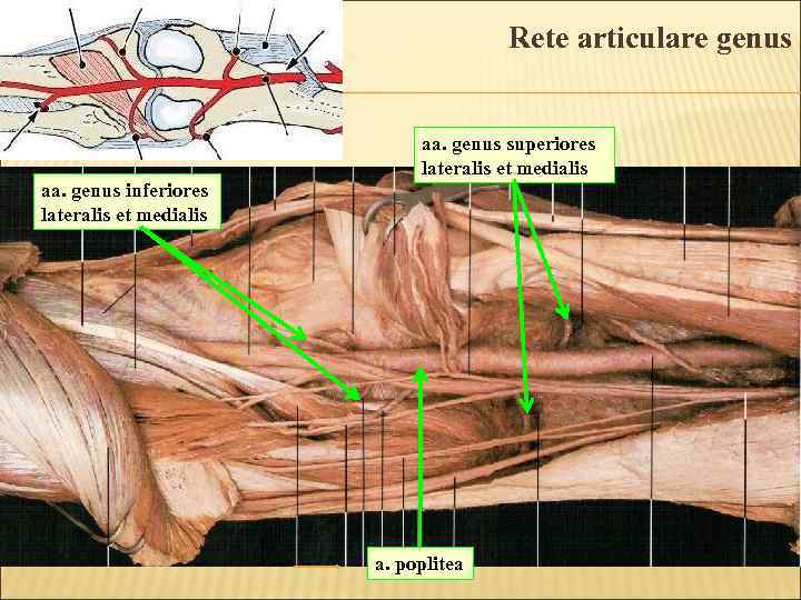 Rete articulare genus aa. genus superiores lateralis et medialis aa. genus inferiores lateralis et