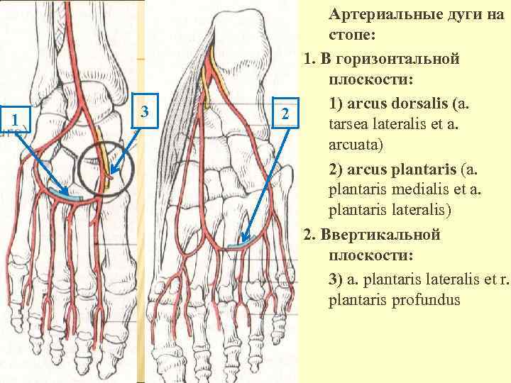 Основные артерии стопы. Тыльная артериальная дуга стопы. Кровоснабжение стопы анатомия. Кровоснабжение стопы схема.