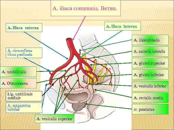 A. iliaca communis. Ветви. A. iliaca externa A. iliaca interna A. iliolumbalis A. circumflexa