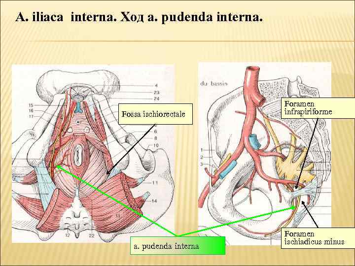 A. iliaca interna. Ход a. pudenda interna. Fossa ischiorectale a. pudenda interna Foramen infrapiriforme