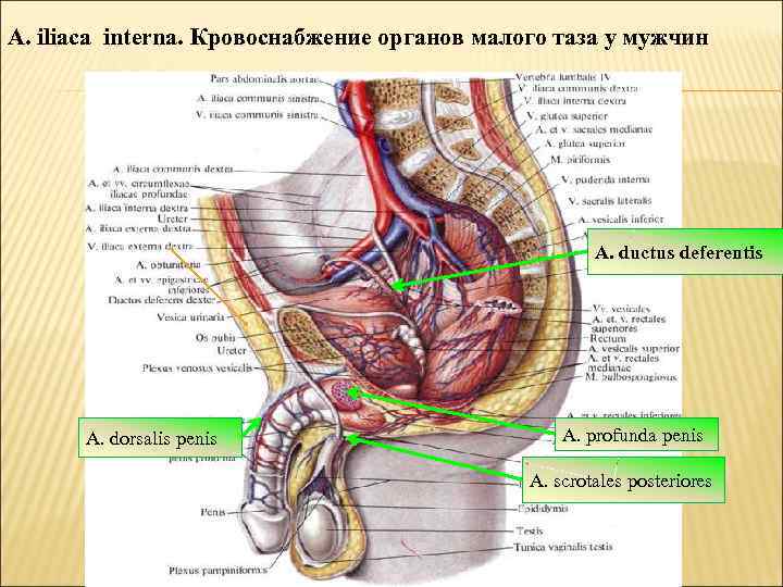 A. iliaca interna. Кровоснабжение органов малого таза у мужчин A. ductus deferentis A. dorsalis