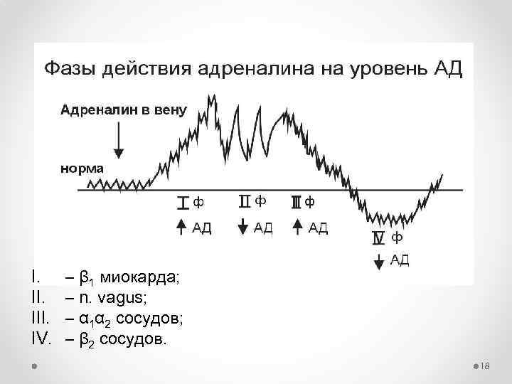 Эффекты адреналина (2): I. III. IV. – β 1 миокарда; – n. vagus; –