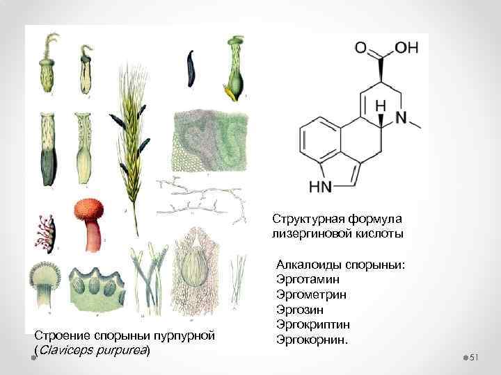 Структурная формула лизергиновой кислоты Строение спорыньи пурпурной (Claviceps purpurea) Алкалоиды спорыньи: Эрготамин Эргометрин Эргозин