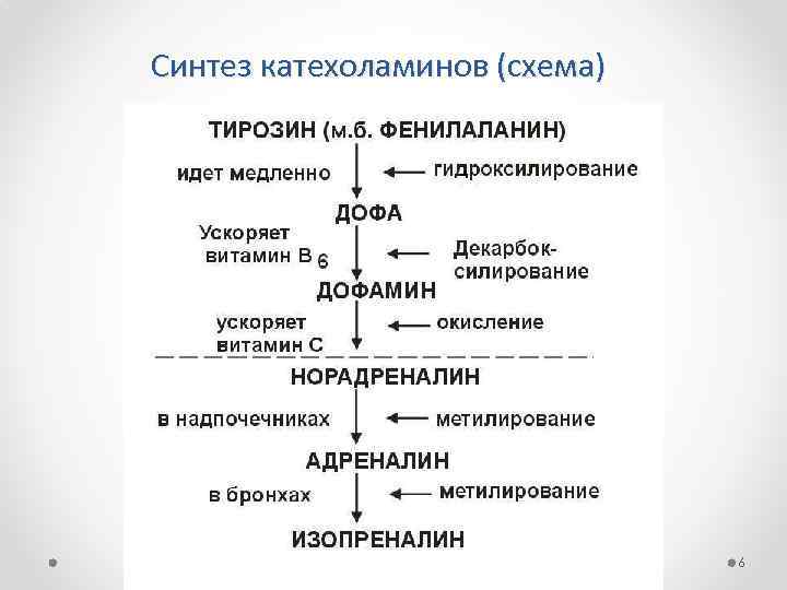 Синтез катехоламинов (схема) 6 