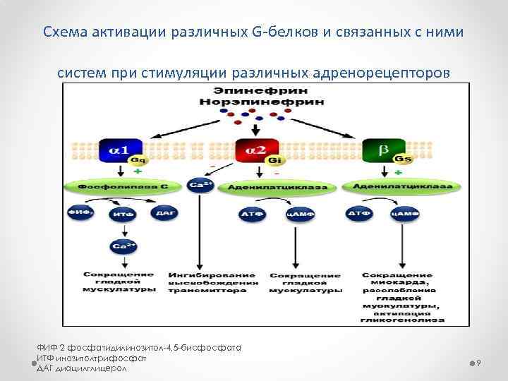 Схему активации пепсиногена