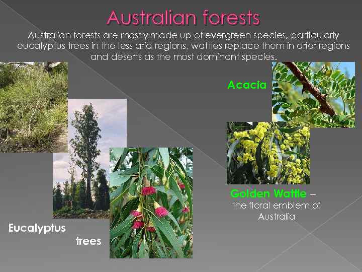Australian forests are mostly made up of evergreen species, particularly eucalyptus trees in the