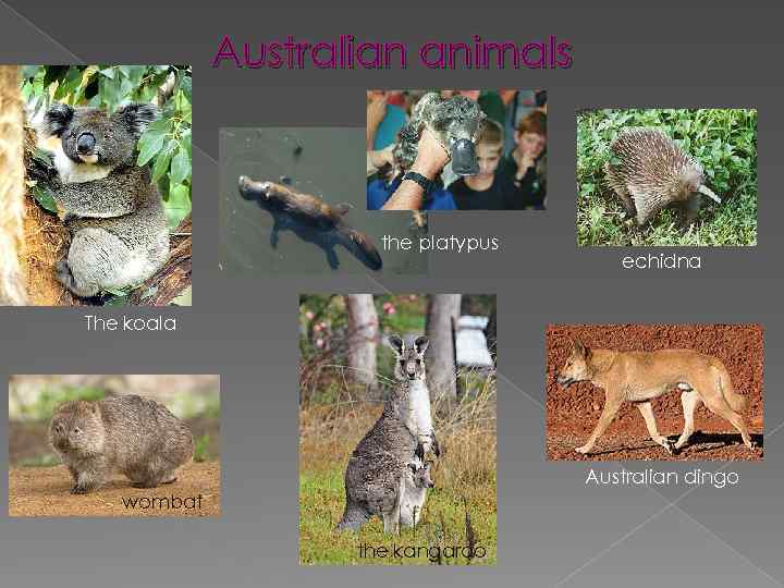 Australian animals the platypus echidna The koala Australian dingo wombat the kangaroo 