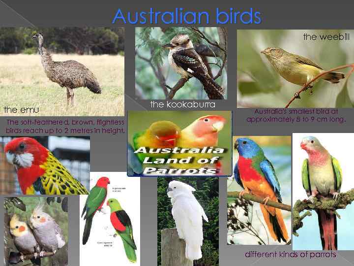 Australian birds the weebill the emu The soft-feathered, brown, flightless birds reach up to
