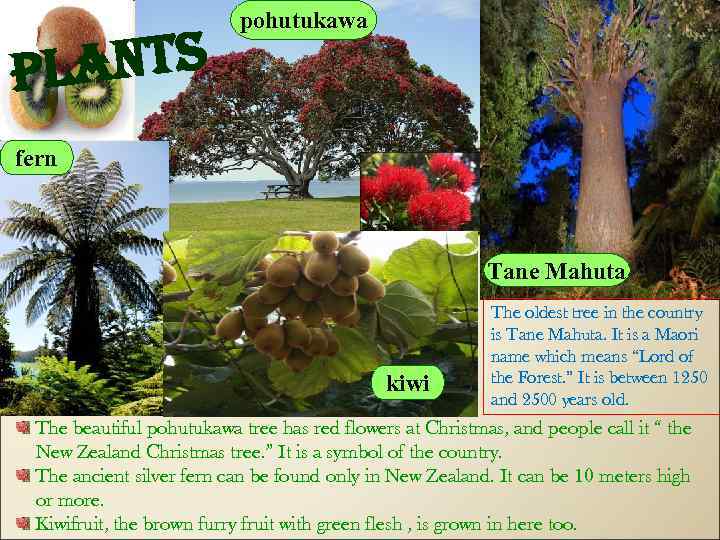 ants pl pohutukawa fern Tane Mahuta kiwi The oldest tree in the country is