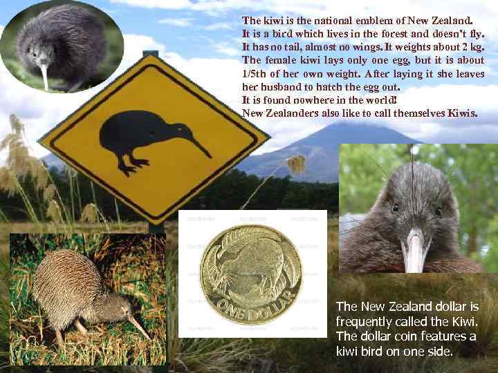 The kiwi is the national emblem of New Zealand. It is a bird which