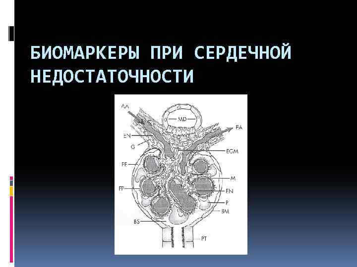 БИОМАРКЕРЫ ПРИ СЕРДЕЧНОЙ НЕДОСТАТОЧНОСТИ 