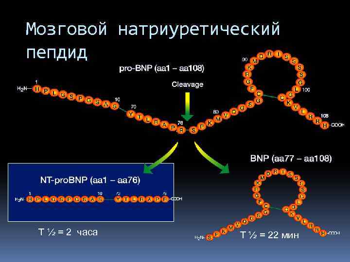 Мозговой натриуретический пепдид T ½ = 2 часа T ½ = 22 мин 