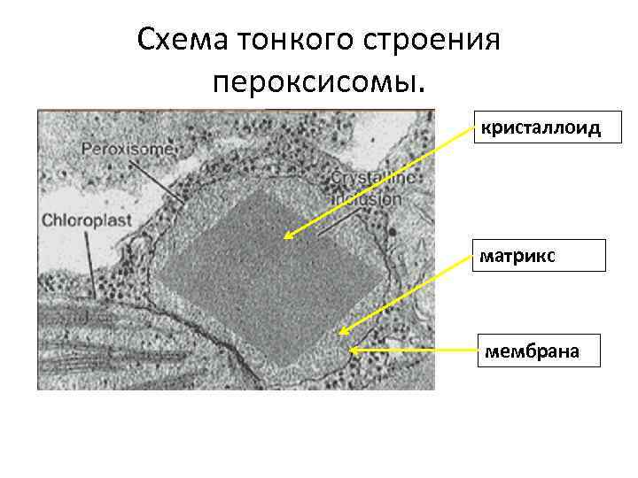 Схема тонкого строения пероксисомы. кристаллоид матрикс мембрана 