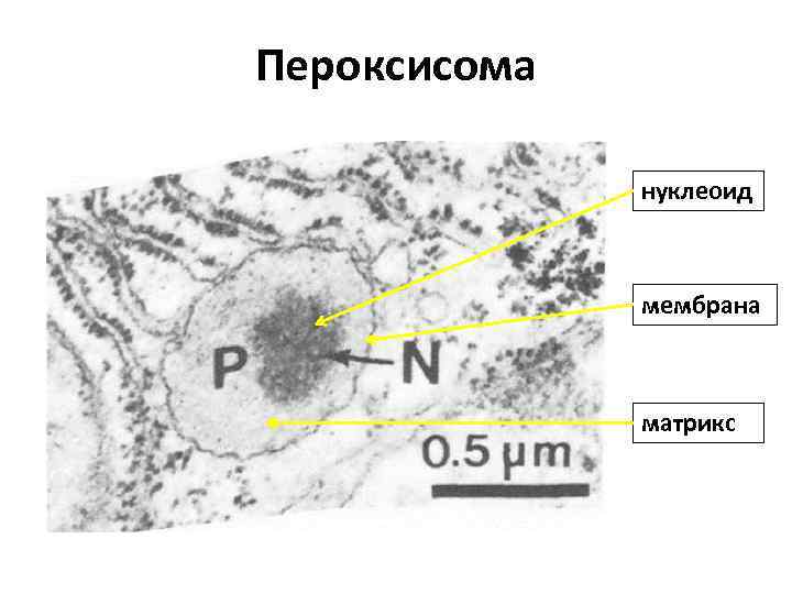 Пероксисома нуклеоид мембрана матрикс 