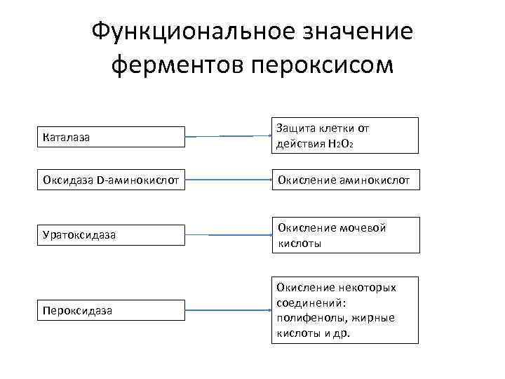Функциональное значение ферментов пероксисом Каталаза Защита клетки от действия Н 2 О 2 Оксидаза